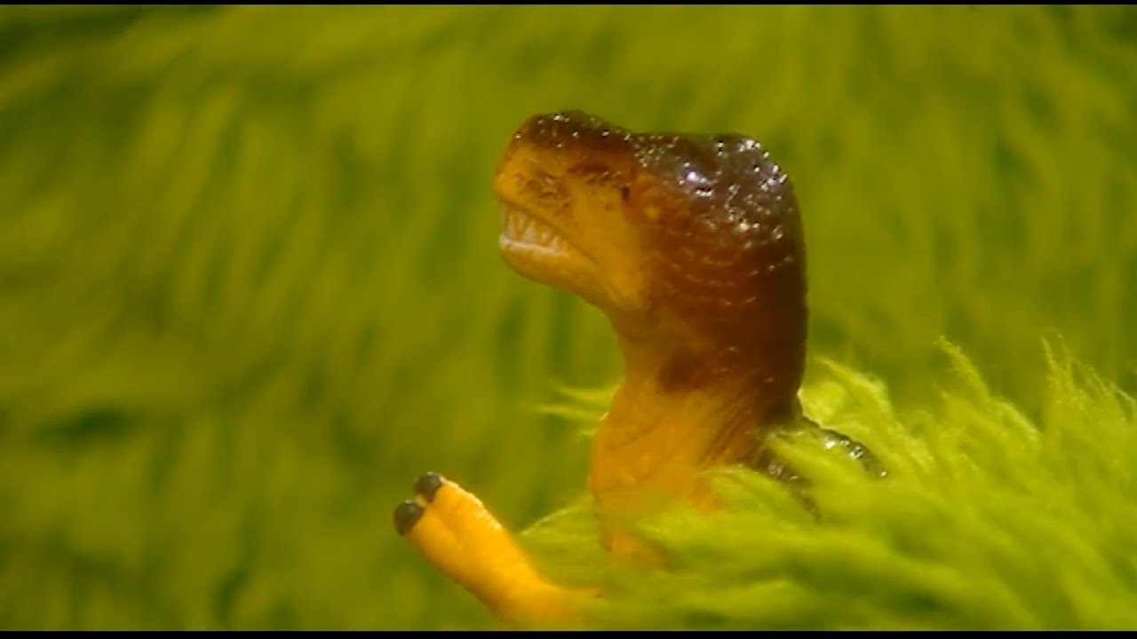 The Hoobs: Dinosaur (2001)