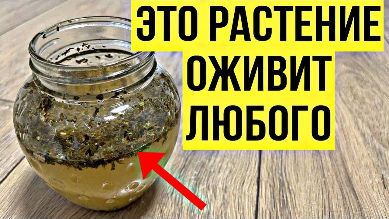 ЛЕЧИТ ПАНКРЕАТИТ И КАНДИДОЗ, ЗАПОРЫ, СНИЖАЕТ САХАР В КРОВИ! УЛУЧШАЕТ ...