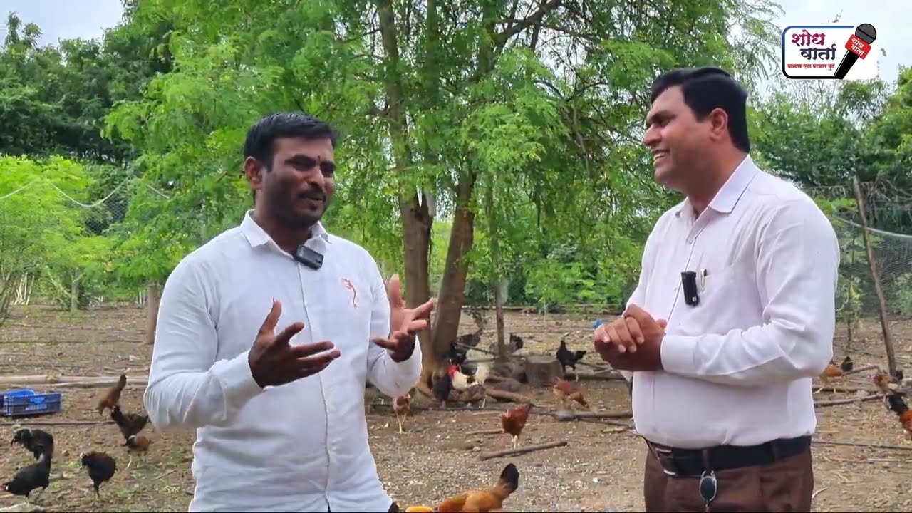 गावरान कोंबडी पालन कसे करावे | गावरान कोंबडी पालन | Gavaran kombadi palan | शोध वार्ता | shodh varta