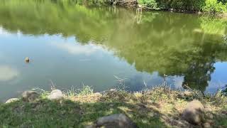 2023.8.26桃園龍潭-三坑自然生態公園