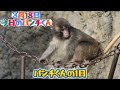 【最新】今日のパンチくんをお届けします🐒2026.3.18 市川市動植物園 Punch the monkey