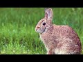 2 rabbits enjoyed Columbia River