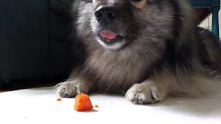 Keeshond happily eating a carrot