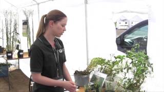 Pulse School - Root Rot & Yellowing in Peas