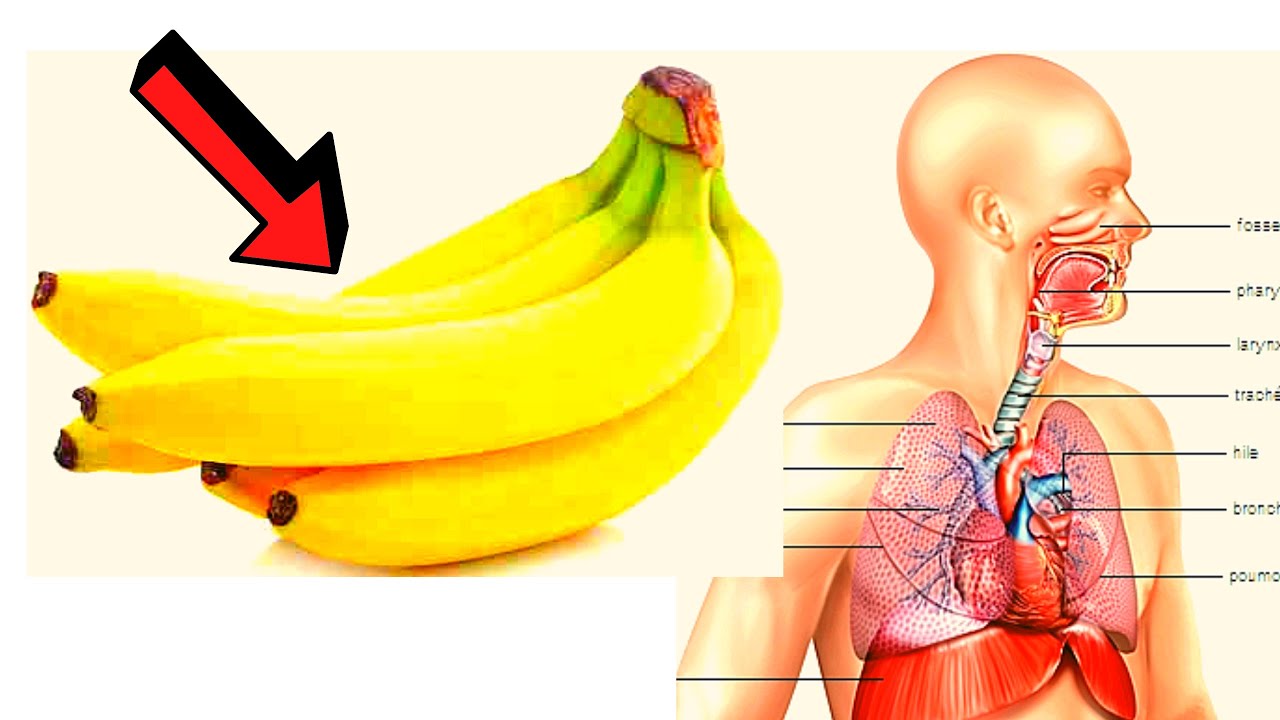 La guidoline: comment la choisir? – La Banane 🍌