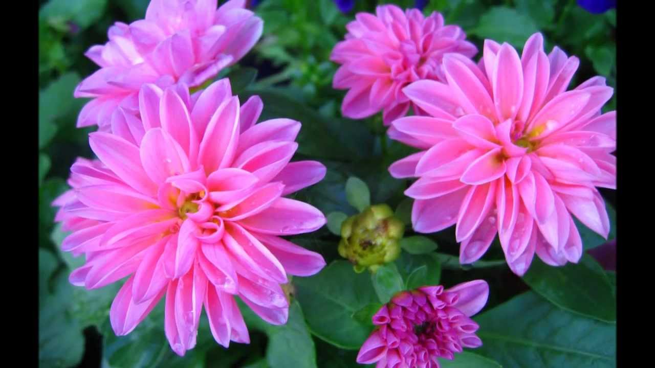 camera iphone 8 plus apk Albert Lau plays Frank Bridge: The Dew Fairy