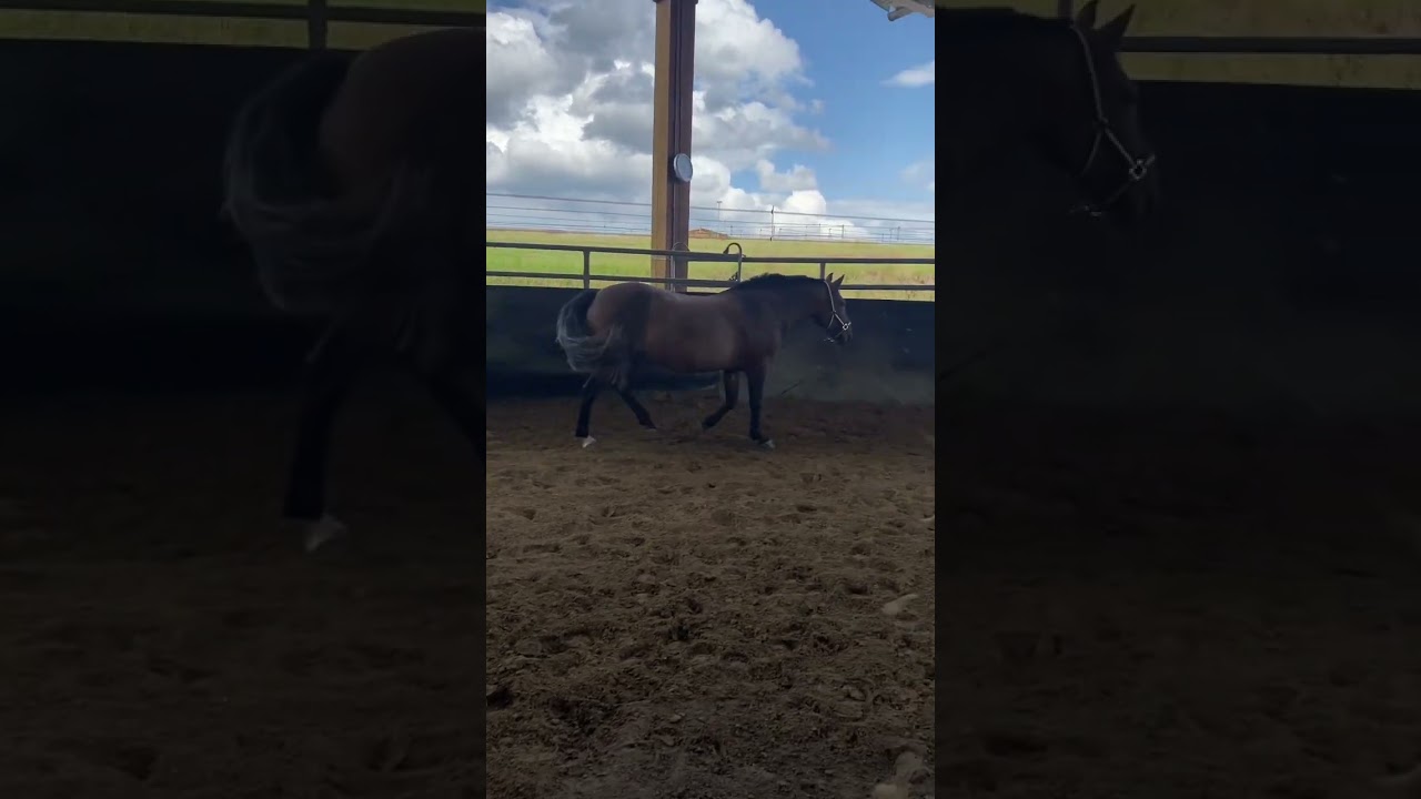 Wollte ich eigentlich mein Erstes eigenes Pferd haben? 