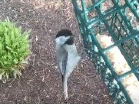 Birds Singing Compilation￼