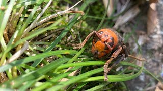 冬眠明けのオオスズメバチ