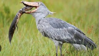 Crocodile Eating Bird