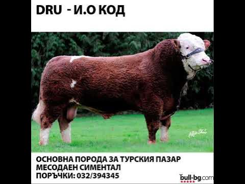Месодаен Симентал в каталога 2014-15 на Стар Дженетикс - YouTube