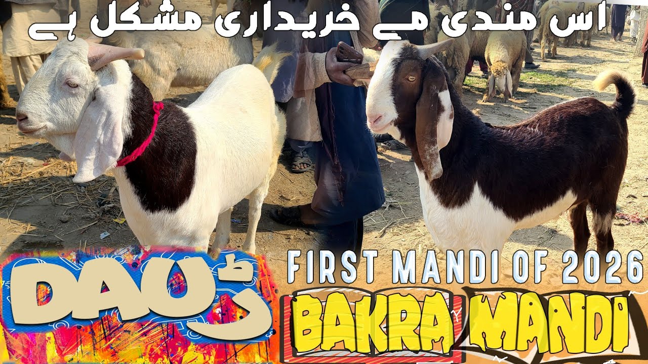 First 2026 Daur Bakra Mandi latest update ♥️ I Purchasing Trip l Bismillah Cattle 