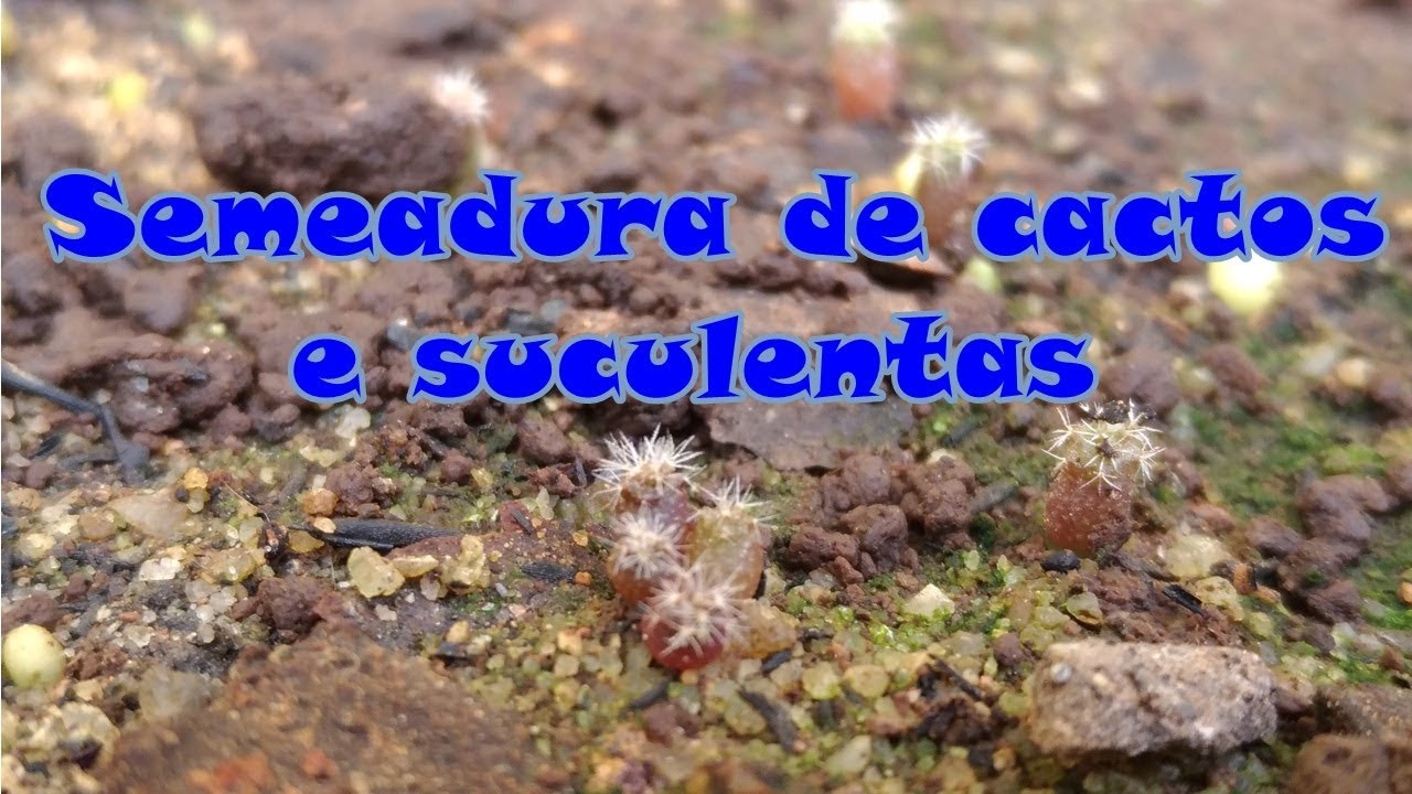 Como fazer semeadura de cactos, método que serve para suculentas/Simone felic.