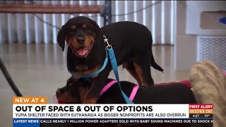 Overcrowding at Arizona animal shelters hurting rural ones in Yuma