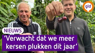 Goede Kersenoogst Verwacht Ondanks De Hevige Regenval