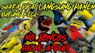 suara pikat semua jenis burung kecil paling ampuh. durasi lama