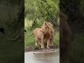 The King's Brotherhood: Lions Drinking Together 🦁💦. #shorts #travel #wildlife