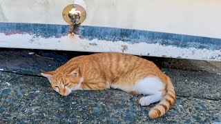 舟の下で寝ていた野良猫、近づくとモフられに出てきた