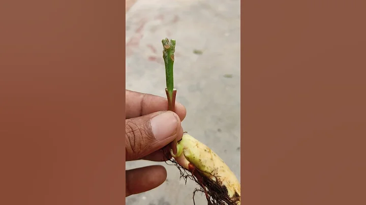 Mango stone grafting #shorts #grafting #gardening #viral #agriculture #Farming #shortfeed