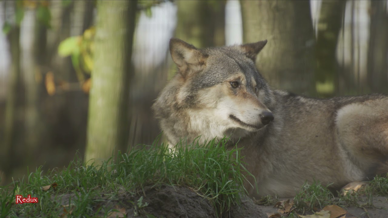 Alps And The Dangerous Forest Ulmf