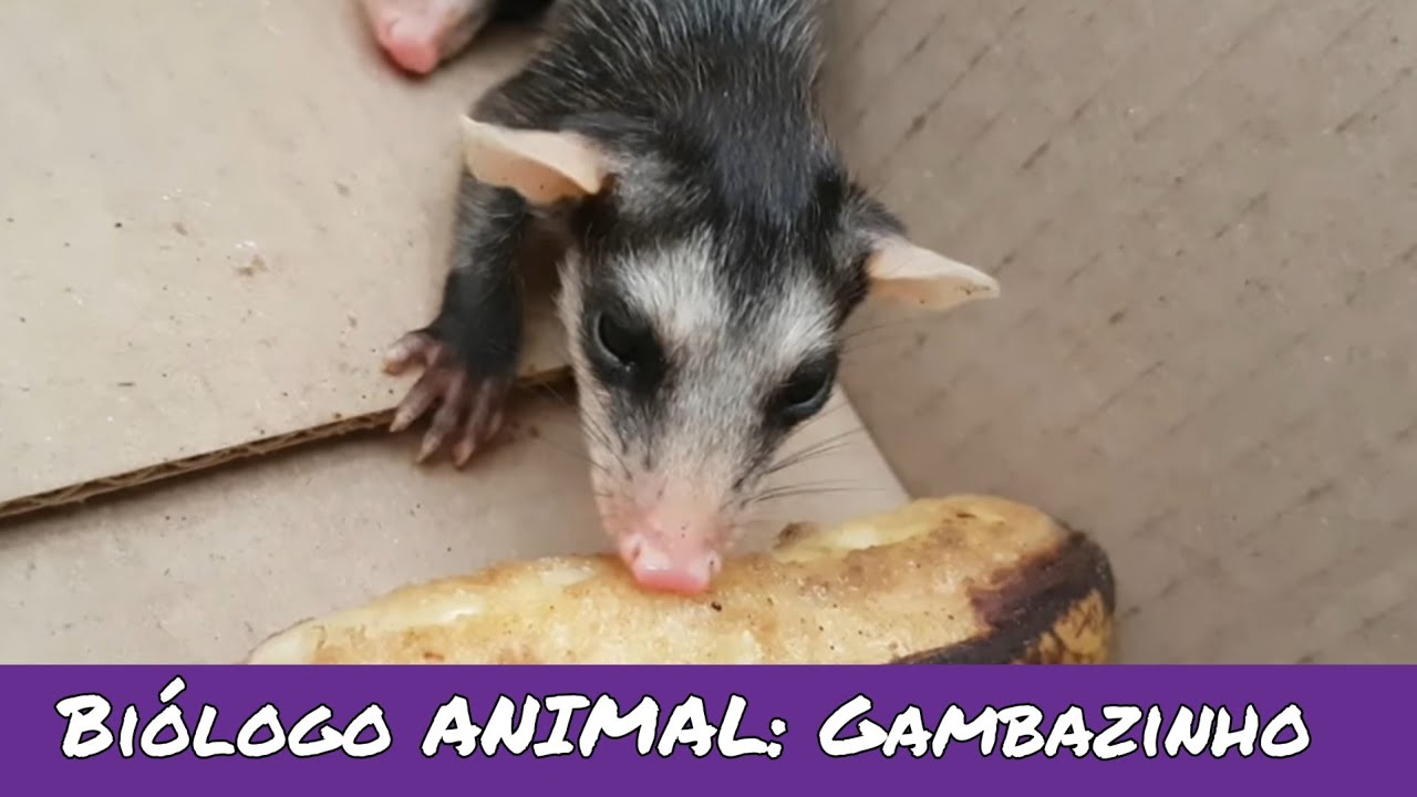 Biologo ANIMAL Saruê, Gambá brasileiro YouTube