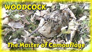 WOODCOCK - The Master of Camouflage - Scolopax rusticola