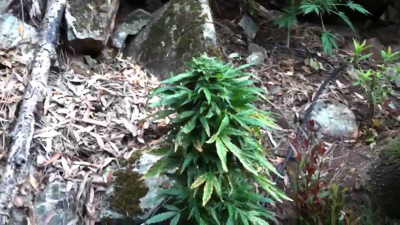 When zealots attack...