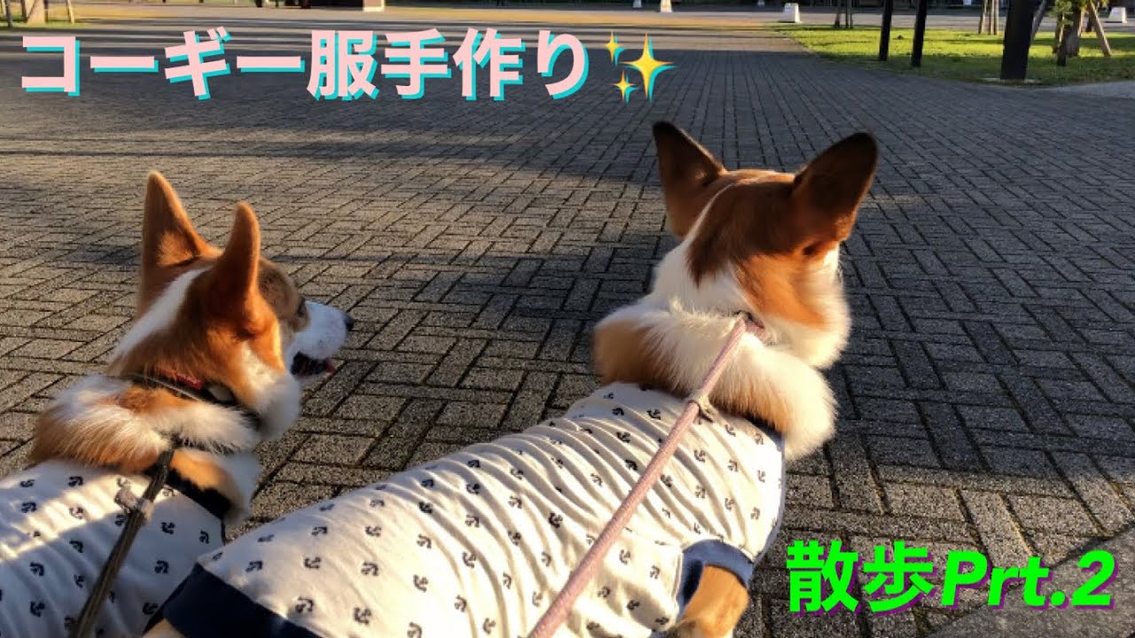 ミシン初心者 ママが手作りコーギー用服に挑戦 Prt 2 Corgi Clothes Handmade コーギー兄妹 Youtube