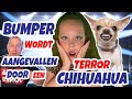 Vayen treedt op en bumper wordt aangevallen door een terror chihuahua