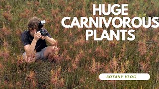 Huge Carnivores Of The Fynbos Coast