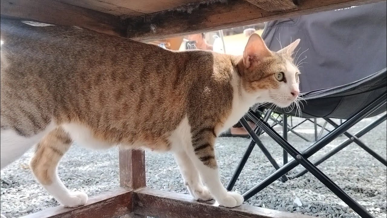 A lovely cat in Kafe shop