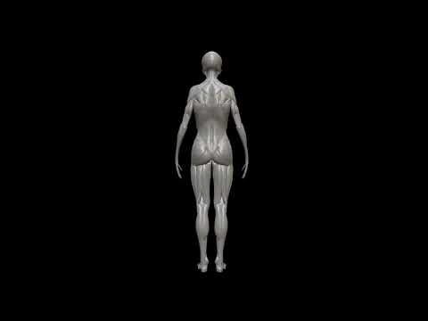 Anatomy of Female Body