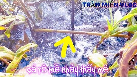 #340 thăm lờ cá lóc ở sóc trăng bị thất bạc liêu trúng cá hugo,cá,trê trắng 13,7 kg quá khủng luôn