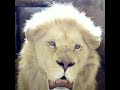 الأسد سيمبا يسمع أغنية 