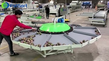 Small sorting grading machine for passion fruit circular grader by weight stone fruit sorter