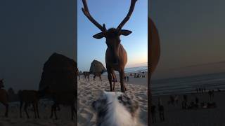 Elk on cannon beach, Oregon