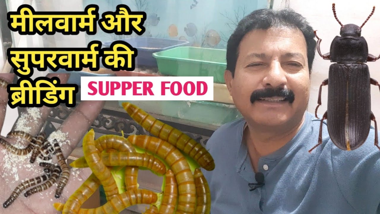 मीलवार्म और सुपरवार्म की घर पर ब्रीडिंग कराएं | Low cost poultry feed | Mealworms and Superworms 