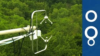 How Do Forests Breathe When Climate Changes? - Futuris