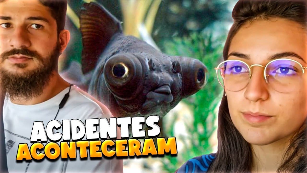 PEIXE KINGUIO TELESCÓPIO PERDEU O OLHO