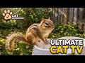 Relaxing Cat TV for Cats to Watch 🙀 Northern Cardinal 🐦Chipmunks Squirrels at the Bird Feeder