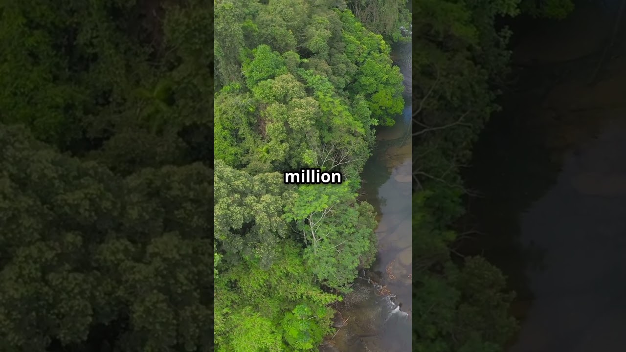 Top 5 Largest Forests in the World