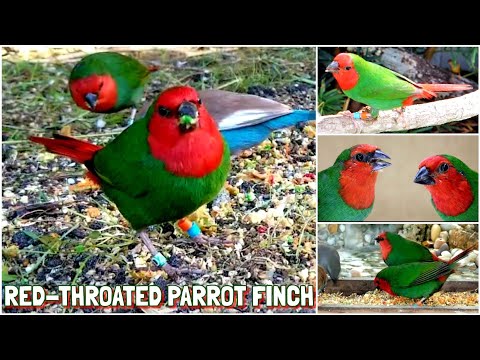 Bird Aviary | Releasing The Red Throated Parrot Finch (Erythrura psittacea) + Breeding Tips