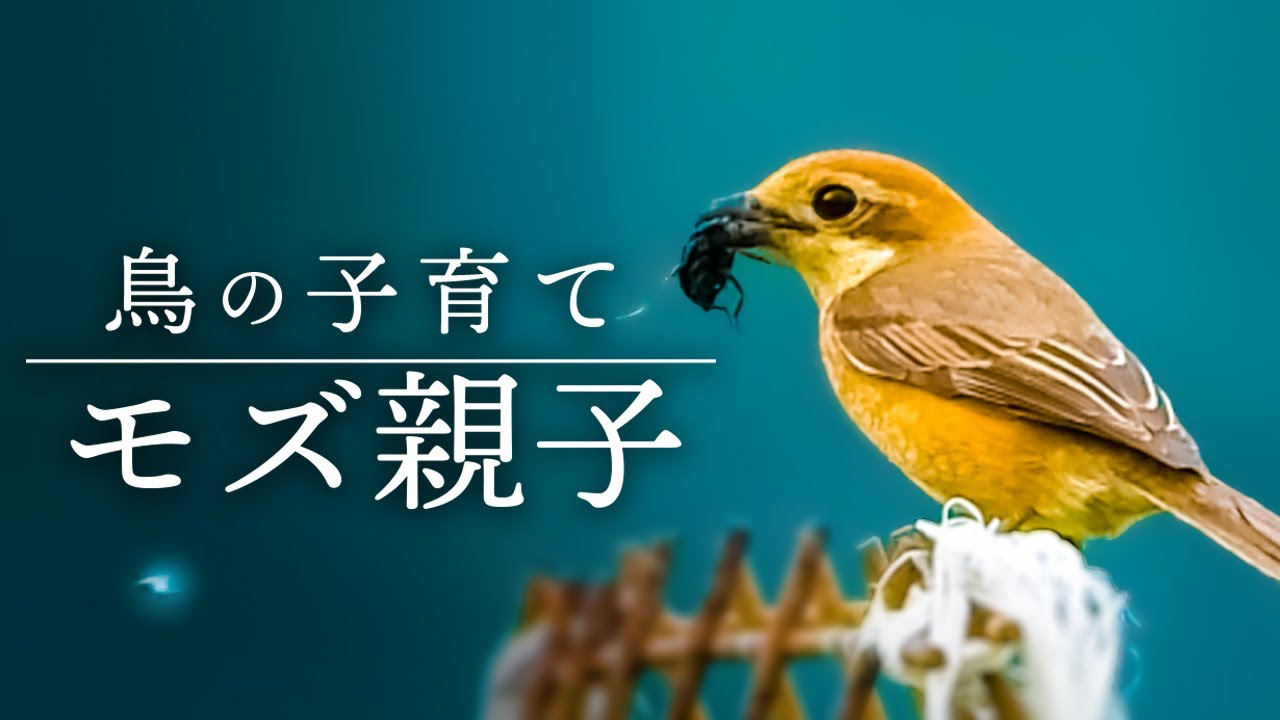 A chick has left the nest! Feeding and hunting shrikes. couple and