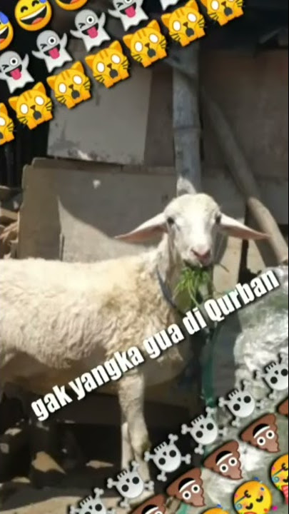 Status wa lucu idul adha 2022 Kambingnya pantun qurban