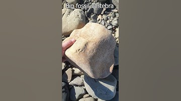 big fossil bone found in a river #fossil #bone #whale