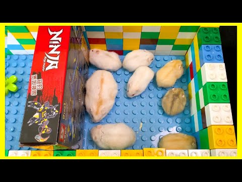 family-pet-hamster-race-obstacle-course---funny-pet-hamsters-escape-lego-race