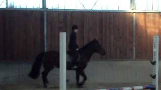 Lezione pony - 5 - asd Il Mondo Naturale del Cavallo - Oleggio