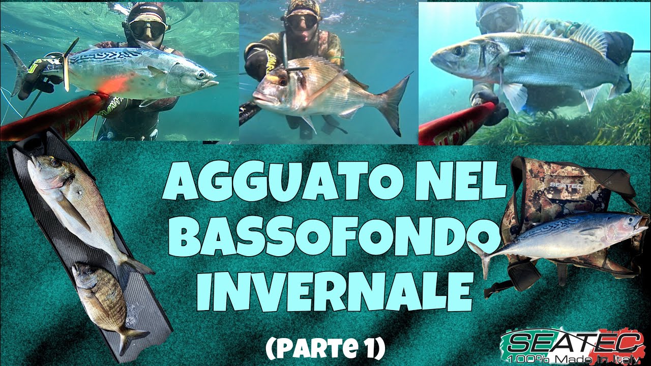 PESCASUB-Agguato nel Bassofondo Invernale (parte1)| SPEARFISHING- Ambush in the Winter Shallow Water
