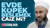80 Kedi Ve Kopek Salyasi Necis Midir Elbisemize Salya Bulasmasi Namazlarimiza Engel Olur Mu Youtube