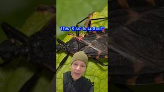 Kissing Bugs: The Tiny Killers!